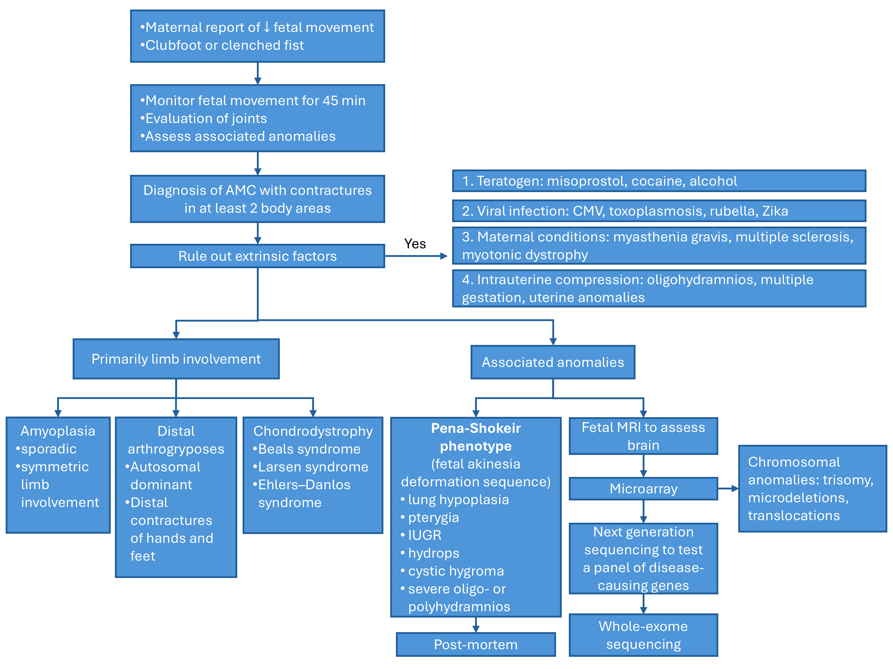 Proposed diagnostic algorithm in a fetus with arthrogryposis multiplex congenita